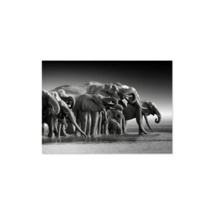 Cuadro de elefantes blanco y negro