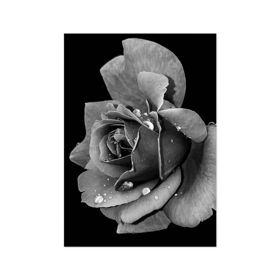 Cuadro Rosa en Blanco y Negro